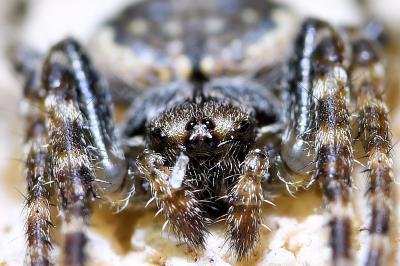 <i>Nuctenea umbratica</i>