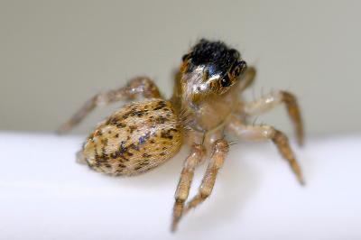<i>Saitis barbipes</i>