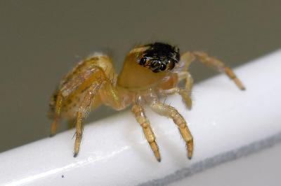<i>Saitis barbipes</i>