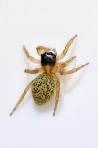 <i>Saitis barbipes</i>