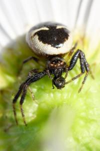 <i>Synema globosum</i>