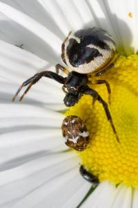 <i>Synema globosum</i>