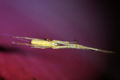 <i>Tetragnatha</i>