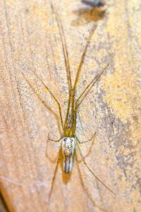 <i>Tetragnatha</i>