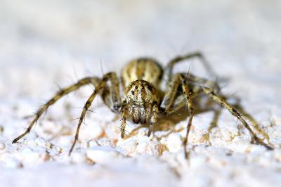 <i>Oxyopes</i>