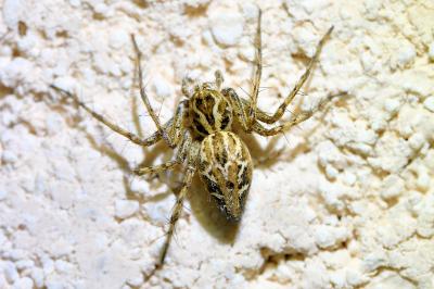 <i>Oxyopes</i>