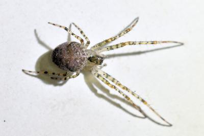 <i>Metellina merianae</i>