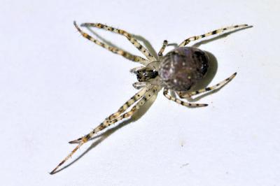 <i>Metellina merianae</i>