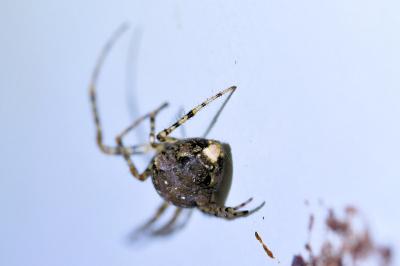 <i>Metellina merianae</i>