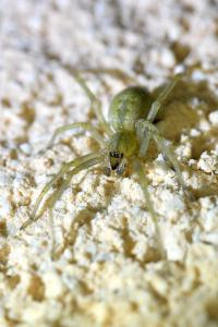 <i>Cheiracanthium</i>
