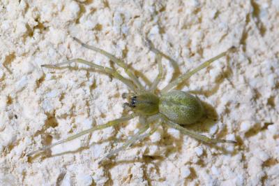 <i>Cheiracanthium</i>