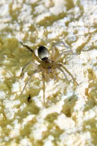 <i>Drassodes</i>