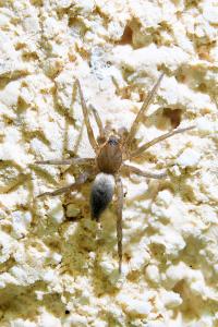 <i>Drassodes</i>