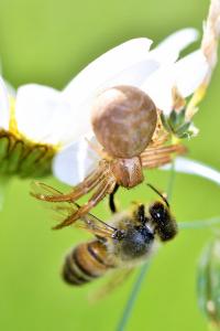 <i>Xysticus</i>