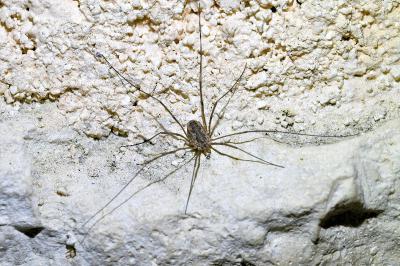 <i>Phalangium opilio</i>