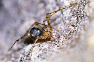 <i>Nesticus cellulanus</i>