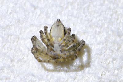 <i>Philodromus</i>