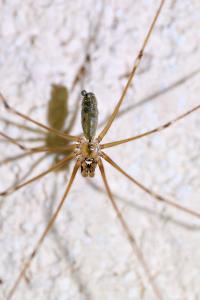 <i>Pholcus phalangioides</i>