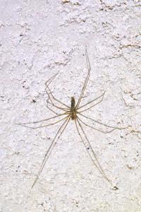 <i>Pholcus phalangioides</i>