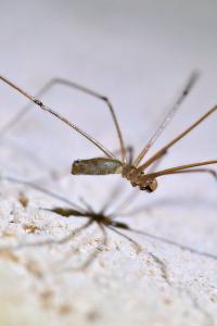 <i>Pholcus phalangioides</i>