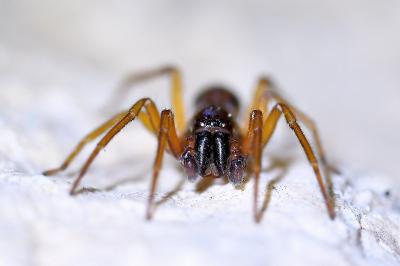 <i>Clubiona comta</i>