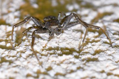 <i>Xysticus</i>
