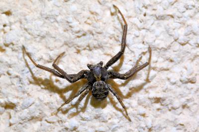 <i>Xysticus</i>