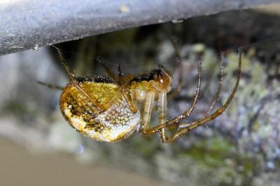 <i>Metellina</i>