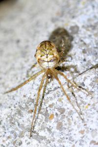 <i>Metellina</i>