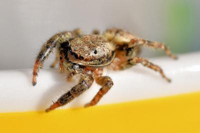 <i>Marpissa muscosa</i>