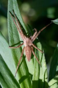 Pisaura mirabilis