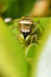 <i>Heliophanus tribulosus</i>
