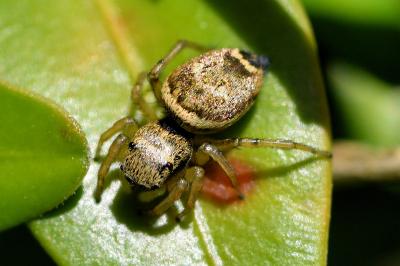 <i>Heliophanus tribulosus</i>