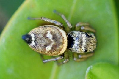 <i>Heliophanus tribulosus</i>