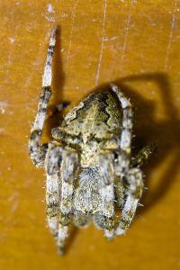 <i>Araneus angulatus</i>