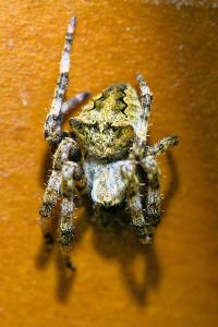 <i>Araneus angulatus</i>