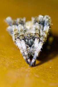 <i>Araneus angulatus</i>