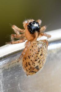 <i>Saitis barbipes</i>