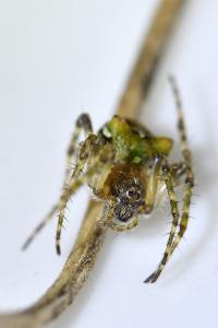 <i>Gibbaranea gibbosa</i>
