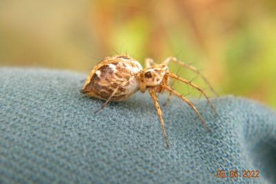 <i>Oxyopes</i>