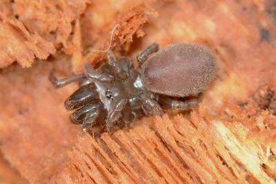 <i>Atypus affinis</i>