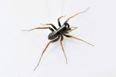 <i>Pardosa</i>