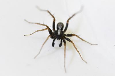 <i>Pardosa</i>