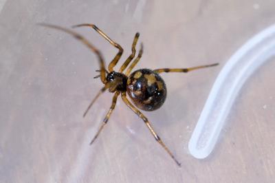 <i>Steatoda triangulosa</i>