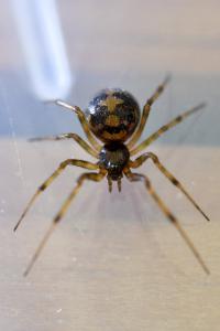 <i>Steatoda triangulosa</i>