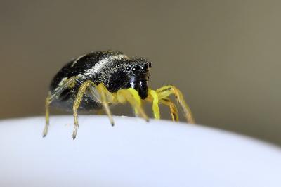<i>Heliophanus</i>