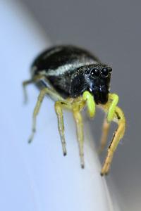 <i>Heliophanus</i>