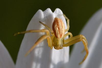 <i>Runcinia grammica</i>