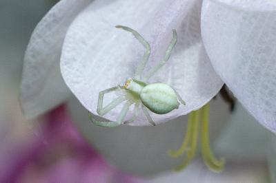 <i>Misumena vatia</i>