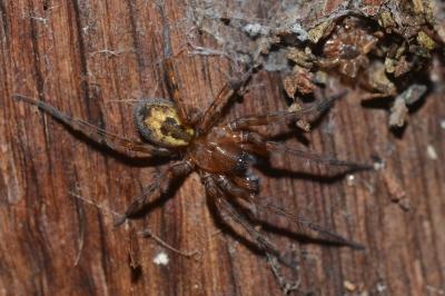 <i>Amaurobius fenestralis</i>